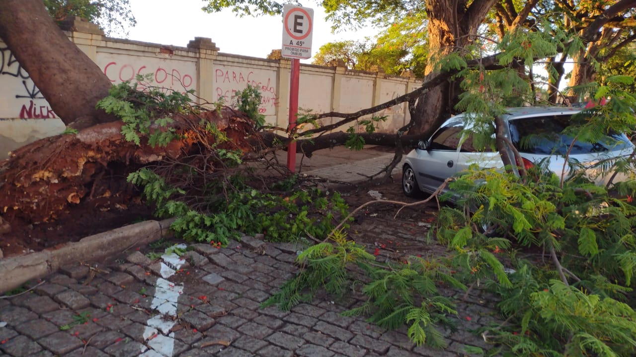 Foto 3 de 3 — Árvore cai em cima de carro e muro do cemitério São Bento
